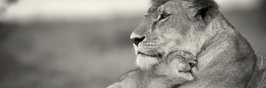 maibaju's profile banner image