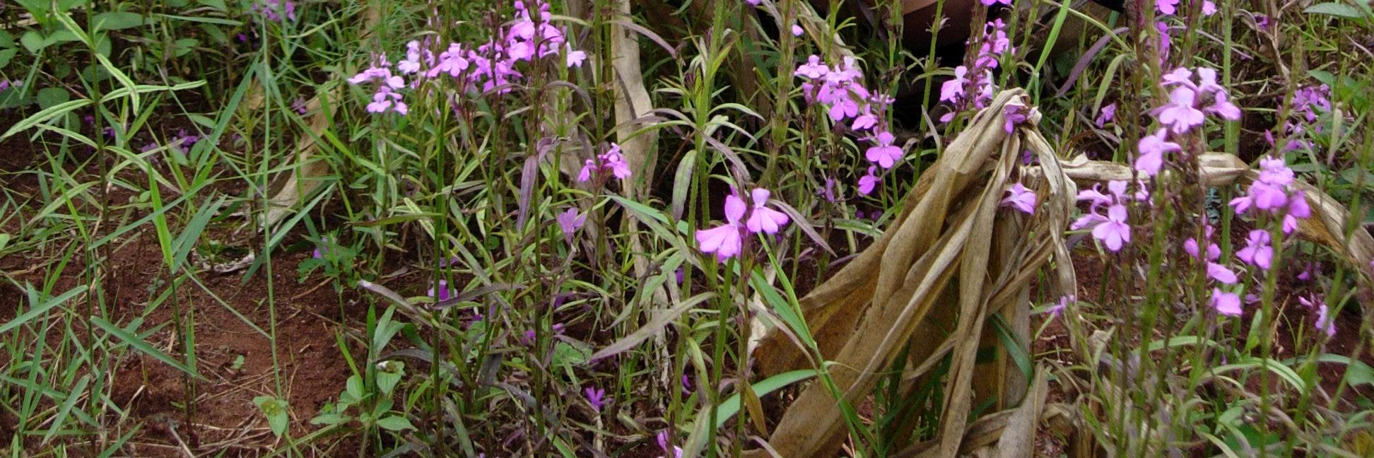 TheToothpickProject banner