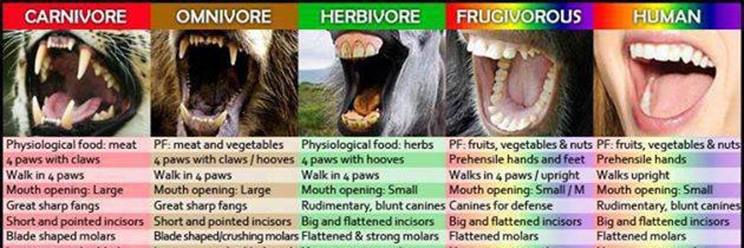 Строго травоядный человек. Зубы хищников и травоядных. Челюсть хищника и травоядного.
