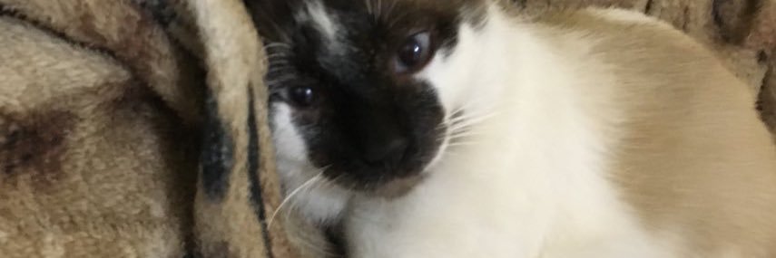 darkriverp's profile banner image