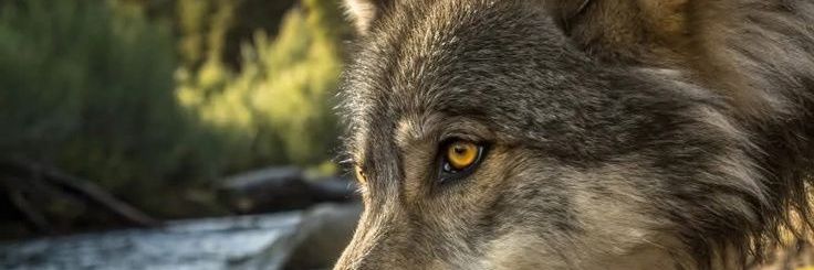 KyleWolf5000's profile banner image