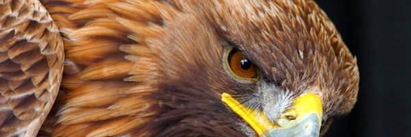 GoldenEagles Profile Banner
