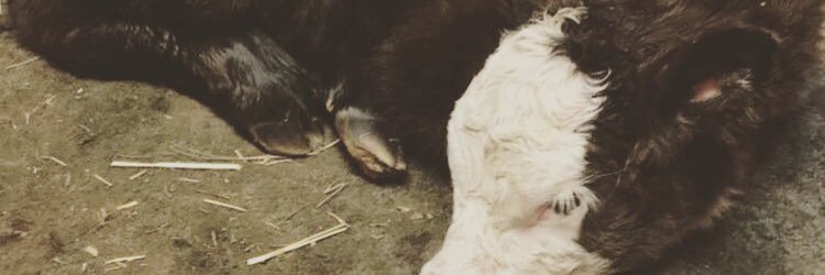 chelilee's profile banner image