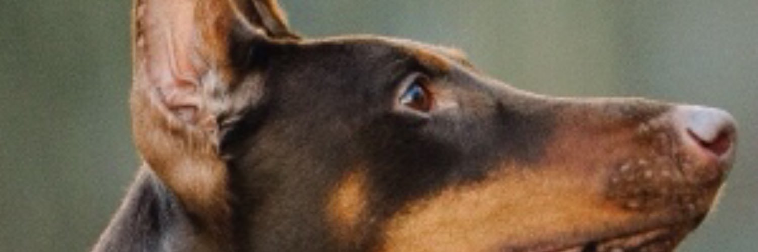jaynestweets's profile banner image