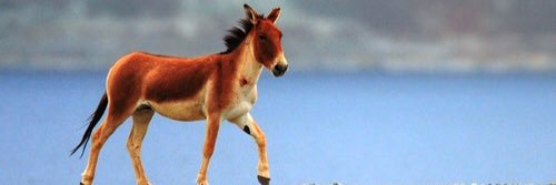 HimalayanAss's profile banner image