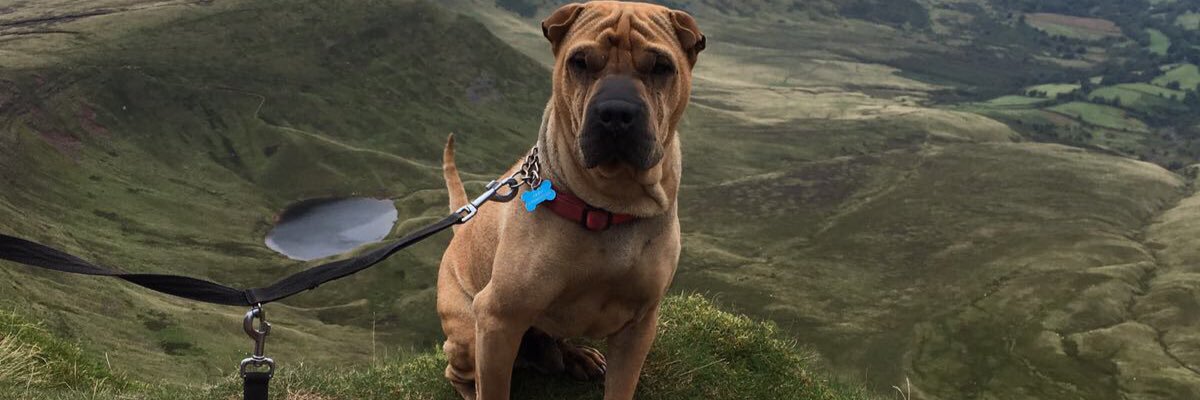 cathmorg_boss's profile banner image