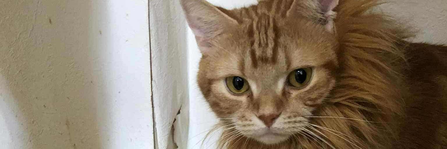 Hellow_si's profile banner image