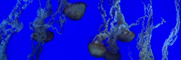 LauF02 Profile Banner