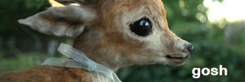 FaithRose16's profile banner image