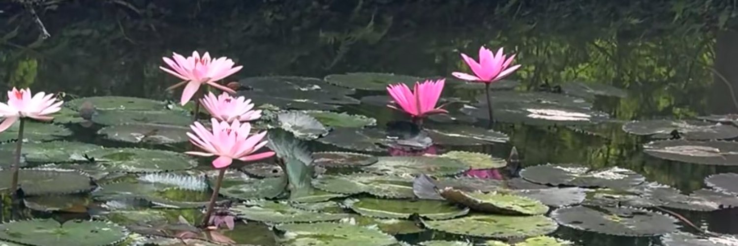 Suttonseo's profile banner image