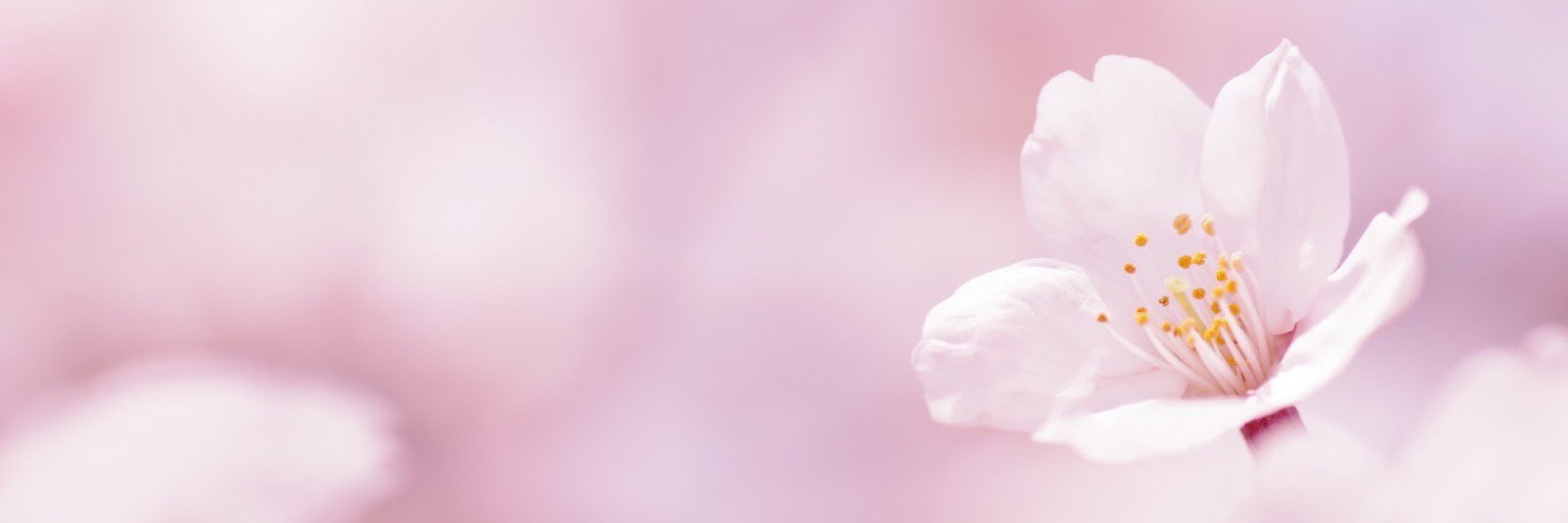 Jennysgolding's profile banner image