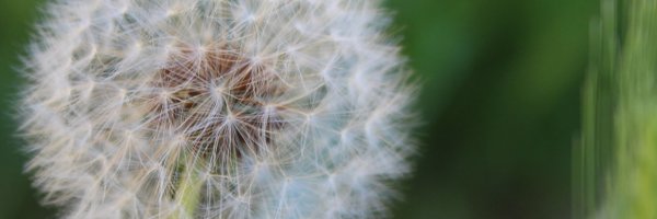 Ellachanted Profile Banner