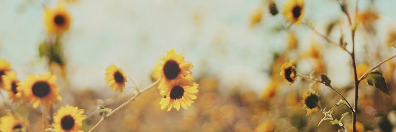 tiffswlee's profile banner image