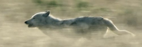 Dragonforpizza banner