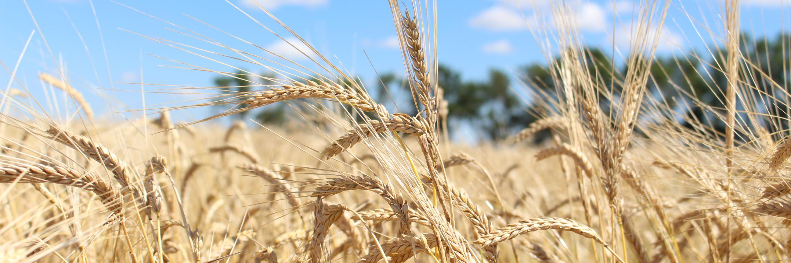 Two Track Malting banner