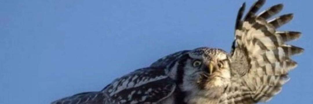 Larry_the_K's profile banner image