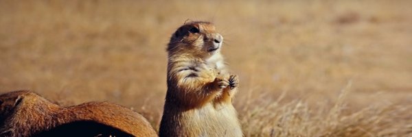 Skuirrel Profile Banner