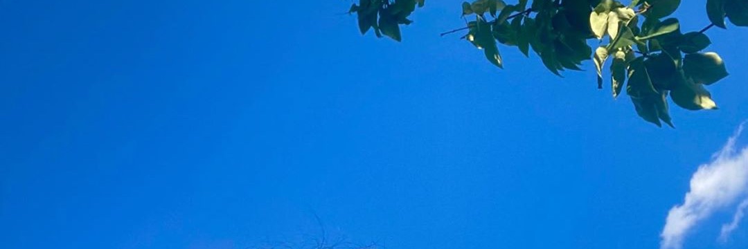 naadeiliones's profile banner image