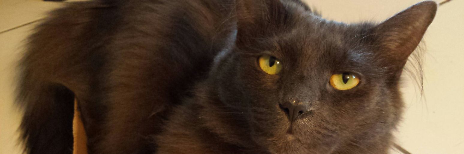 Mill Cats - RIP🌈 Dannie Lynn - RIP🌈 Mama 🐈‍⬛🐈 banner