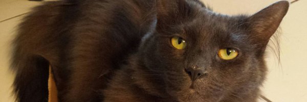 mill_cats Profile Banner