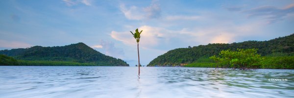 MangrovesMFF Profile Banner