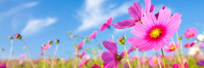 MÓNICA BEDOYA SERNA banner