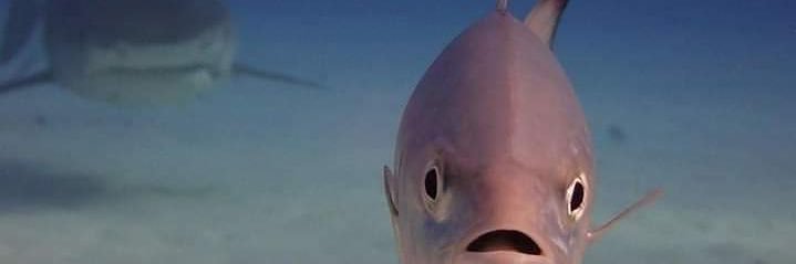 karlmadl's profile banner image