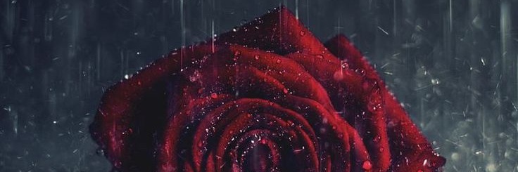 haloo_an's profile banner image