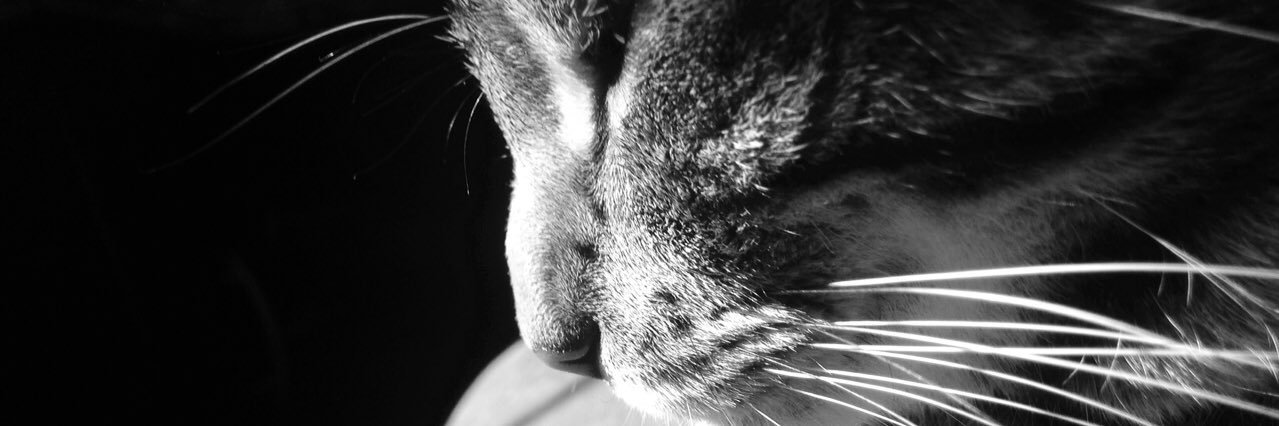 Adriyyen's profile banner image