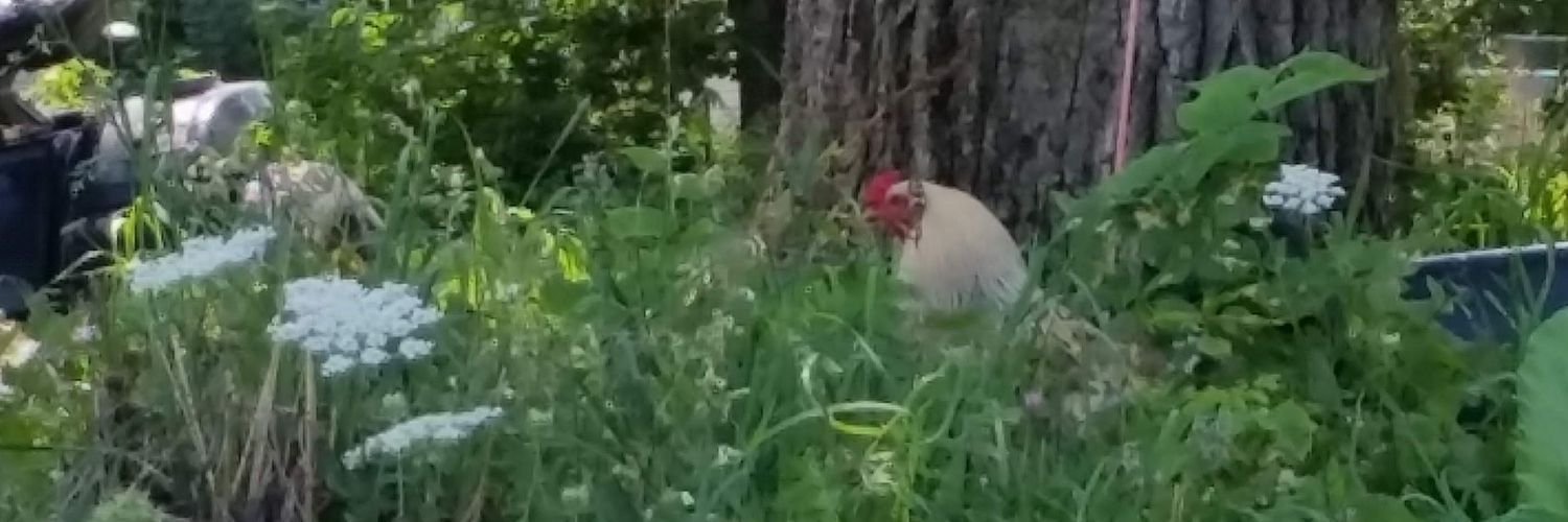 KT. Kelly☘️🦙🧶 banner