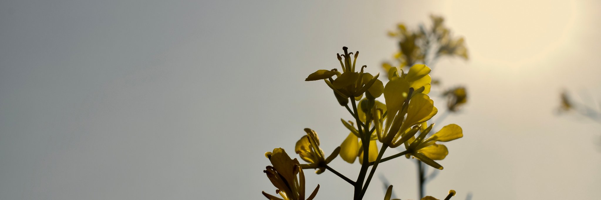 Tanmay Kaushik banner