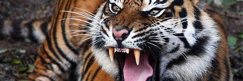 ƃᴉzɯǝꓘ@ banner