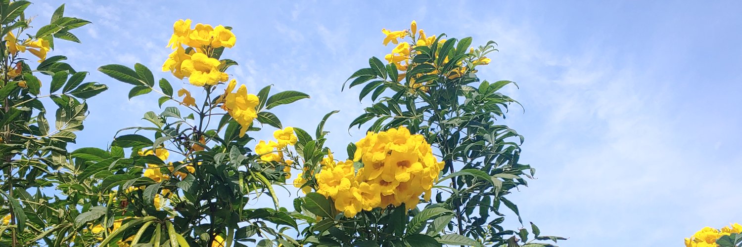 HenkBoekestijn's profile banner image