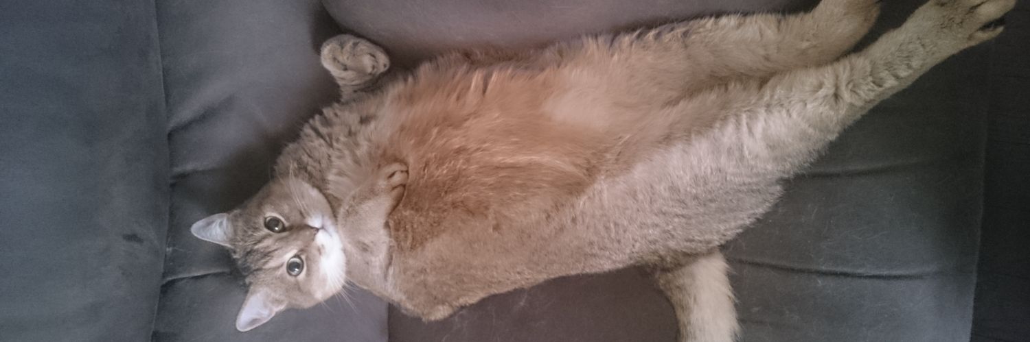 Mick The Cat banner
