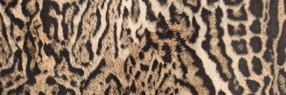 annalisacercone's profile banner image