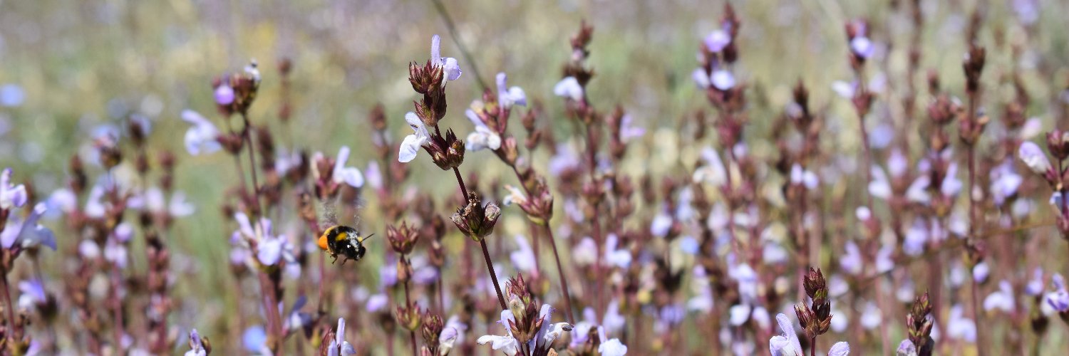 Laura Terrón Camero banner