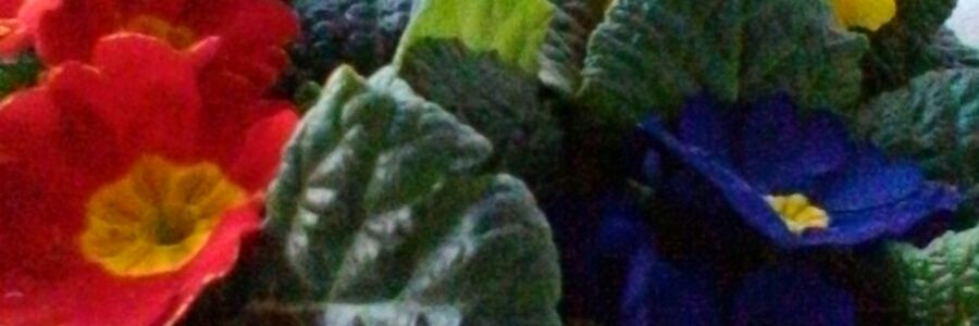 PallaPinka's profile banner image
