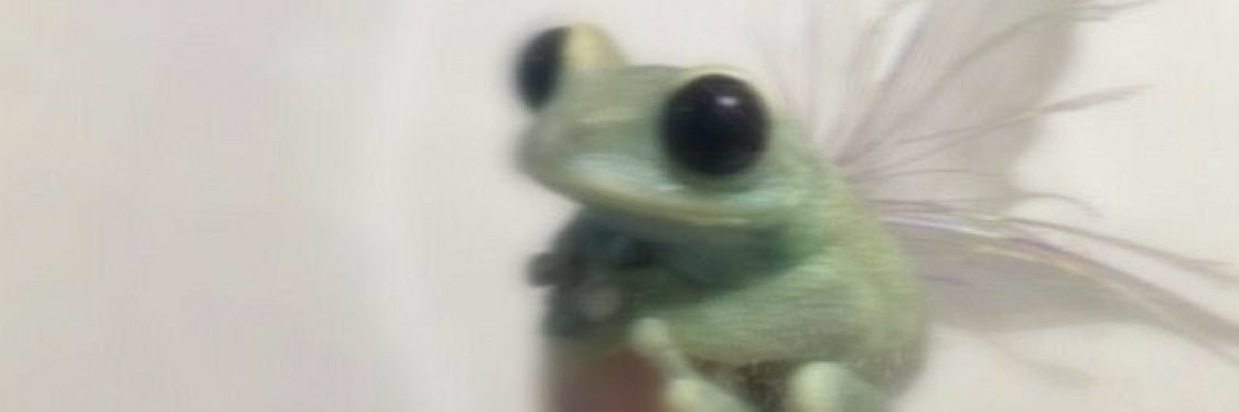 sarah ✭❁❋ banner