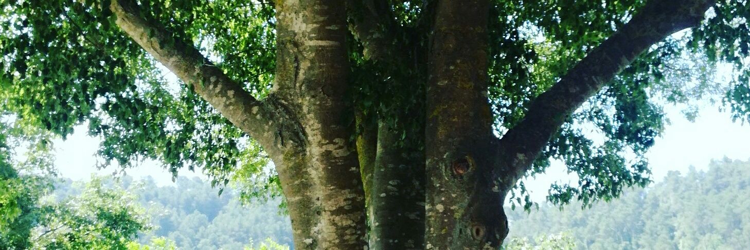 Ton Lloret Ortínez banner