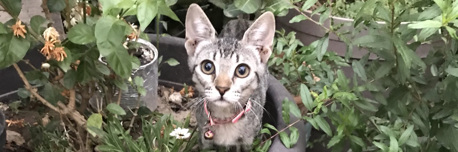 gemmazvala's profile banner image