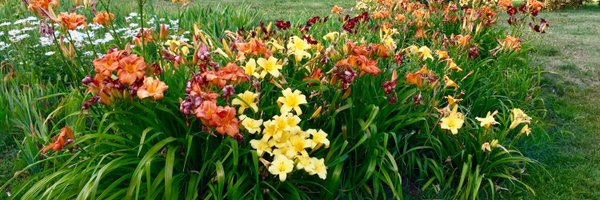 lmtgrapetti Profile Banner