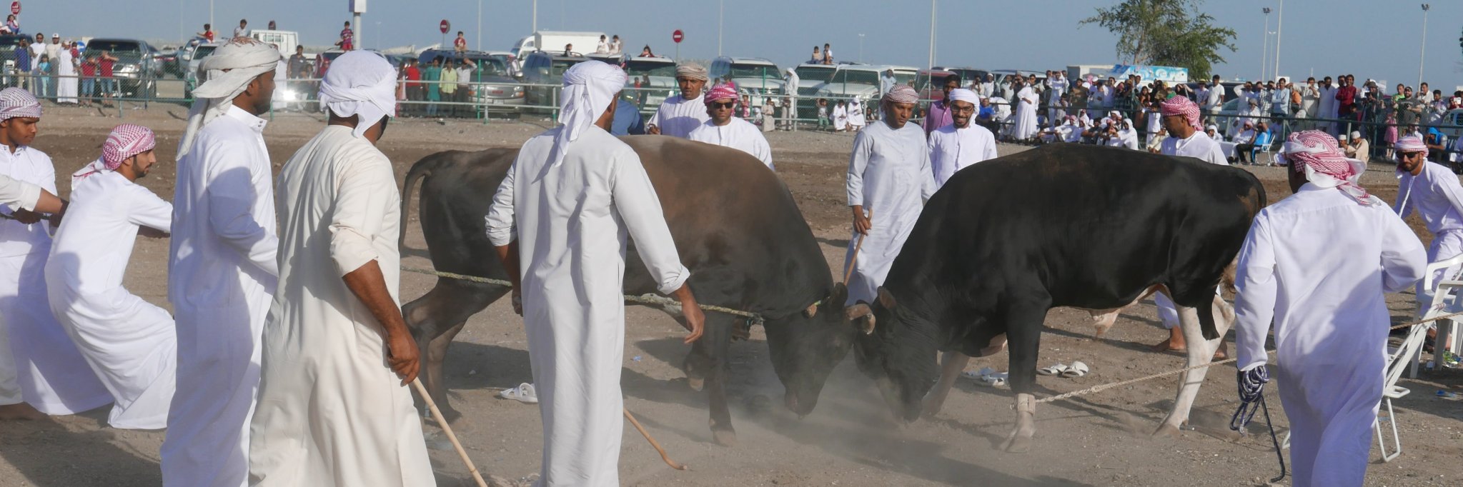 mhvidt's profile banner image