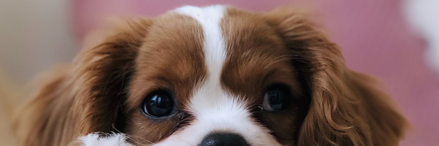 morbi_dog's profile banner image