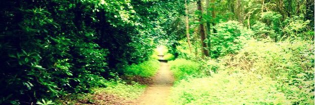 marmalade_trees's profile banner image