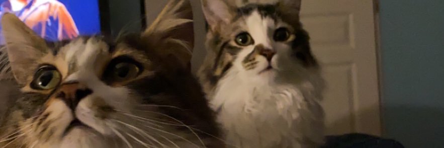 🌙 banner