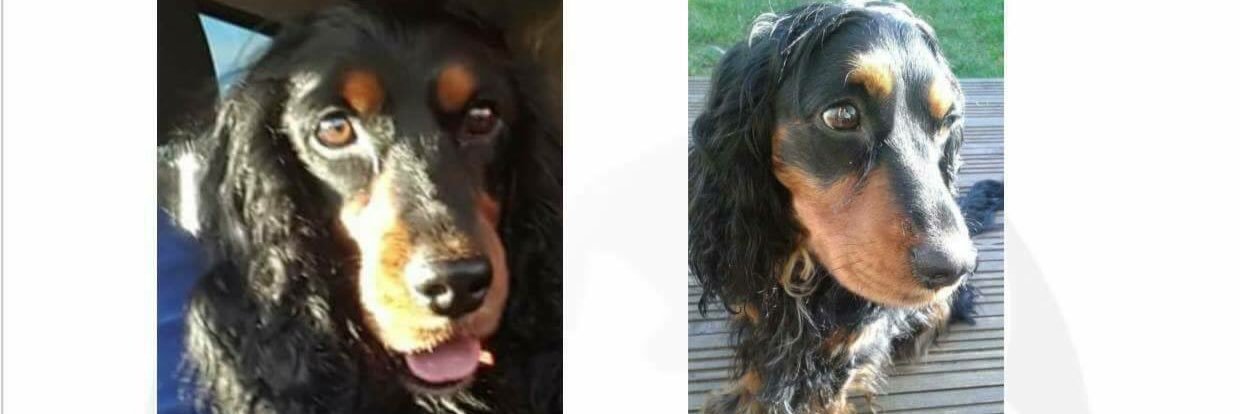 Missing_Pets1 banner