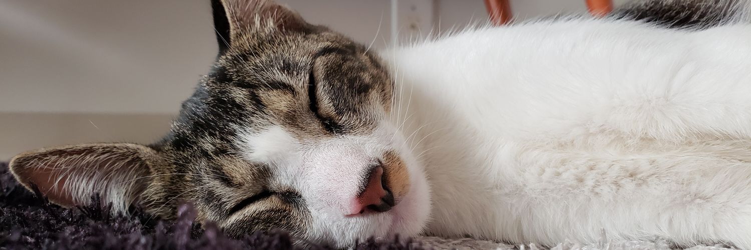 Leo. banner
