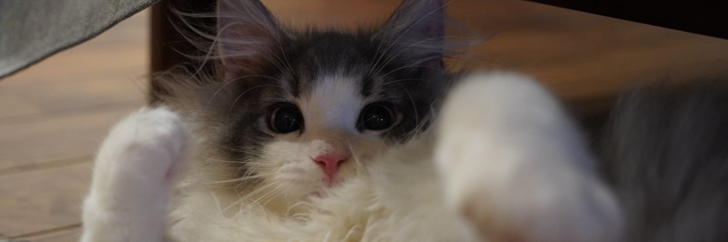 👾ぬる👾暴れモミアゲ🐈 banner