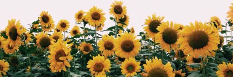 carmenloff's profile banner image