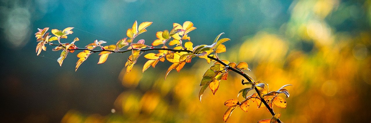 Non Directional Trader banner